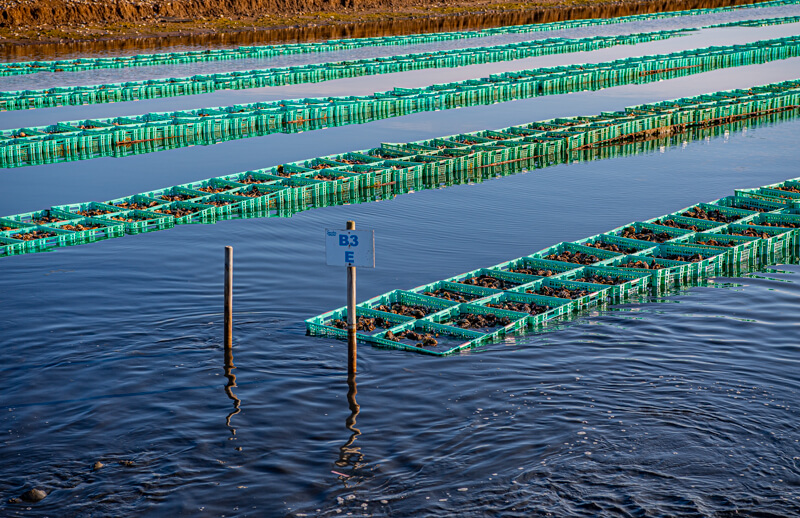 GRUISSAN SALIN HUITRE